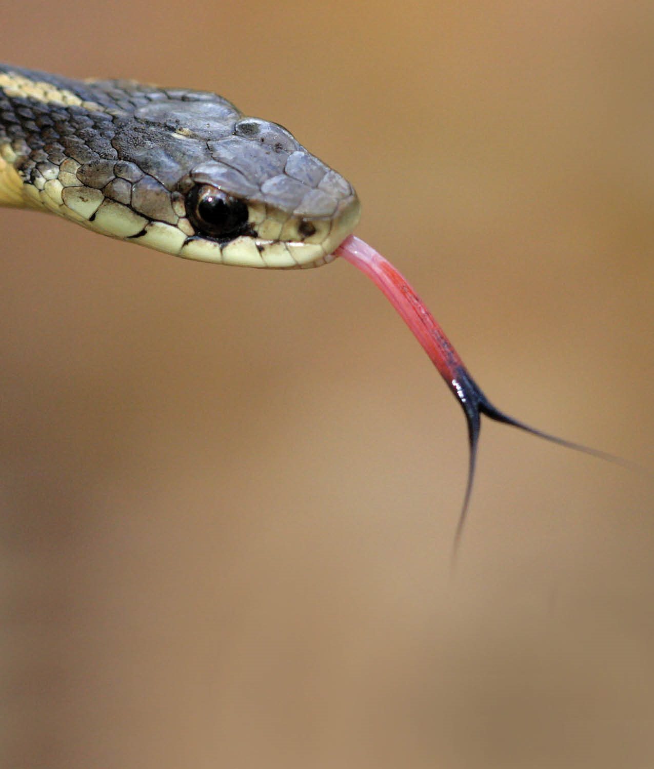 Most snakes can smell better than they can see or hear but they dont smell - photo 18