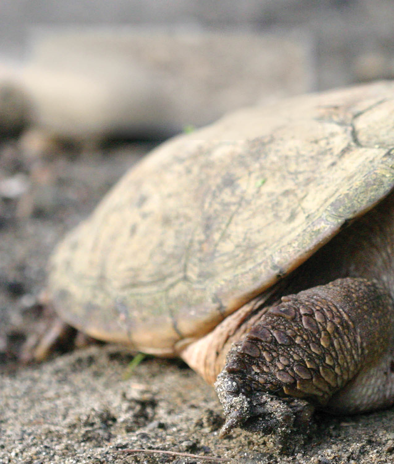 Turtles can smell when they are on land and when they are under water Like - photo 20