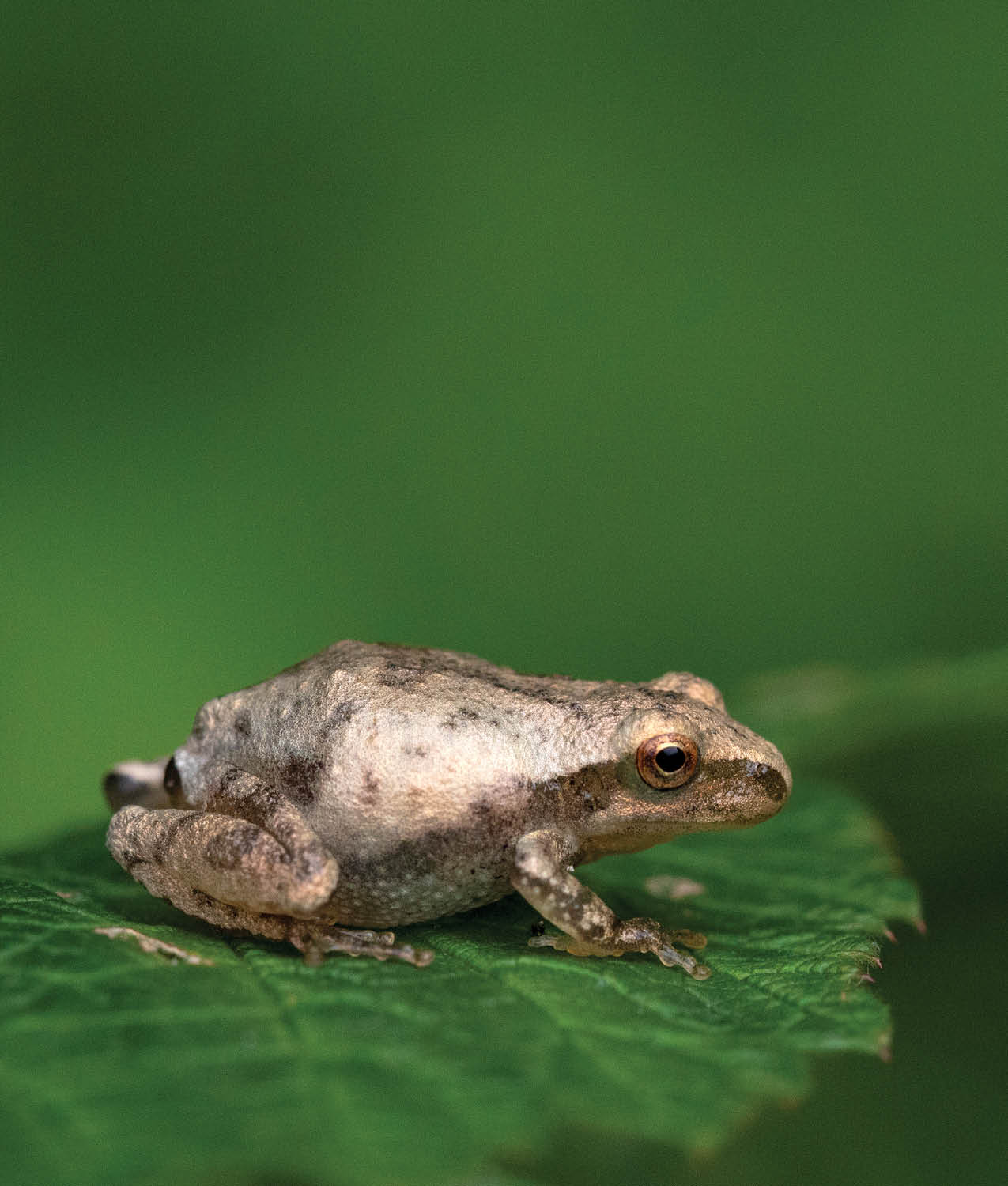 Frogs use their noses and sense of smell to find mates to find prey to keep - photo 22