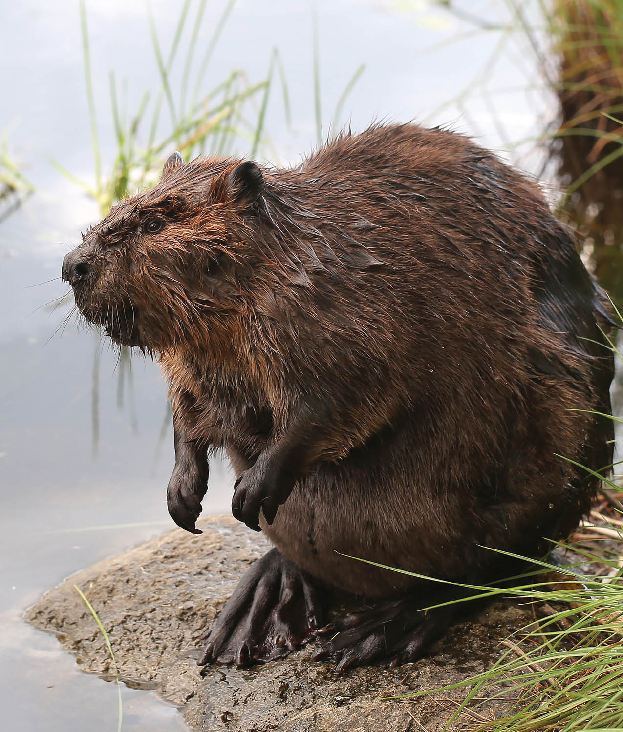 The star-nosed mole gets its name from the shape of its nose Do you think it - photo 25