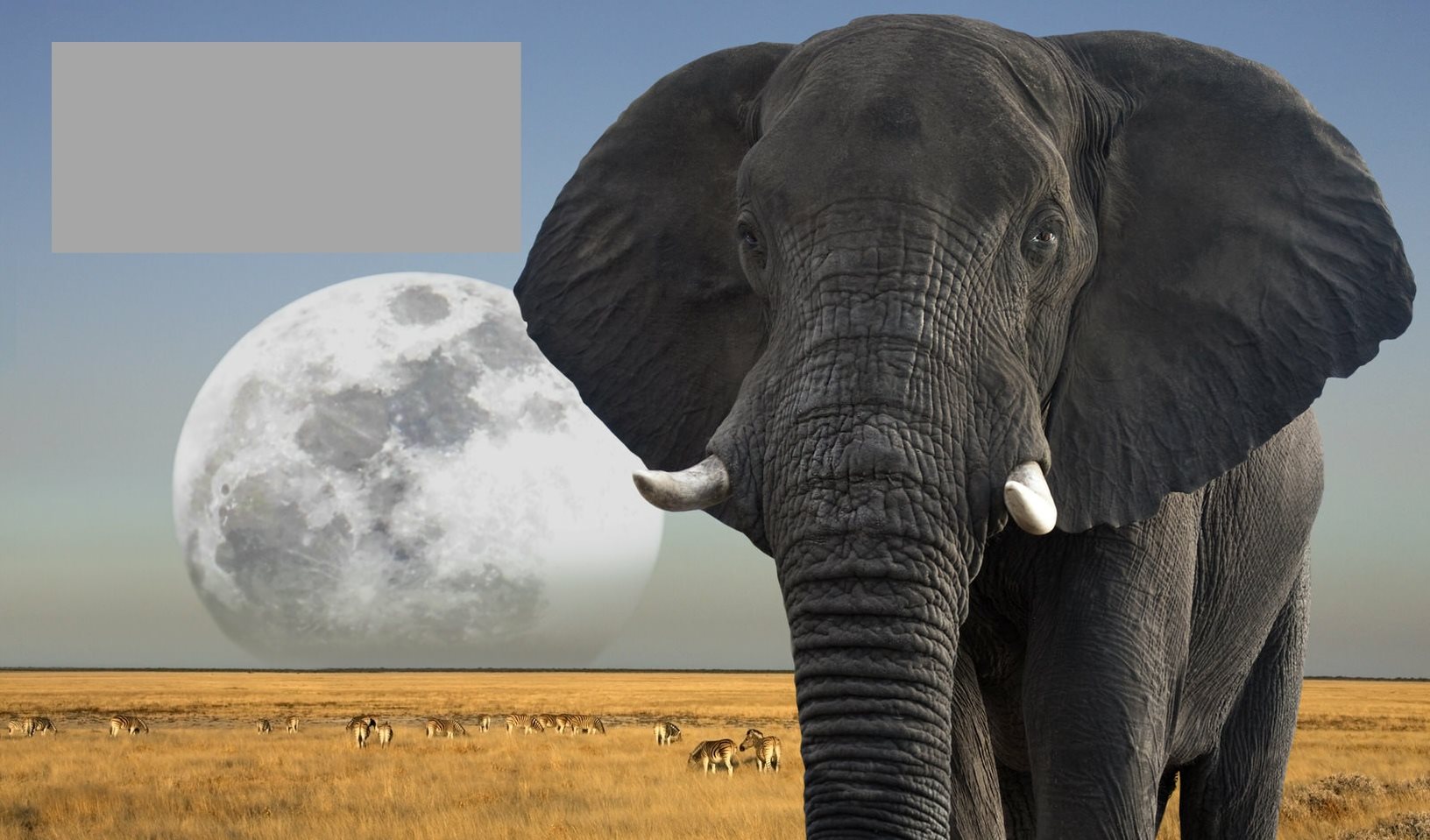 El e phants are t h e world s b i ggest land a n ima l s They hav e - photo 16