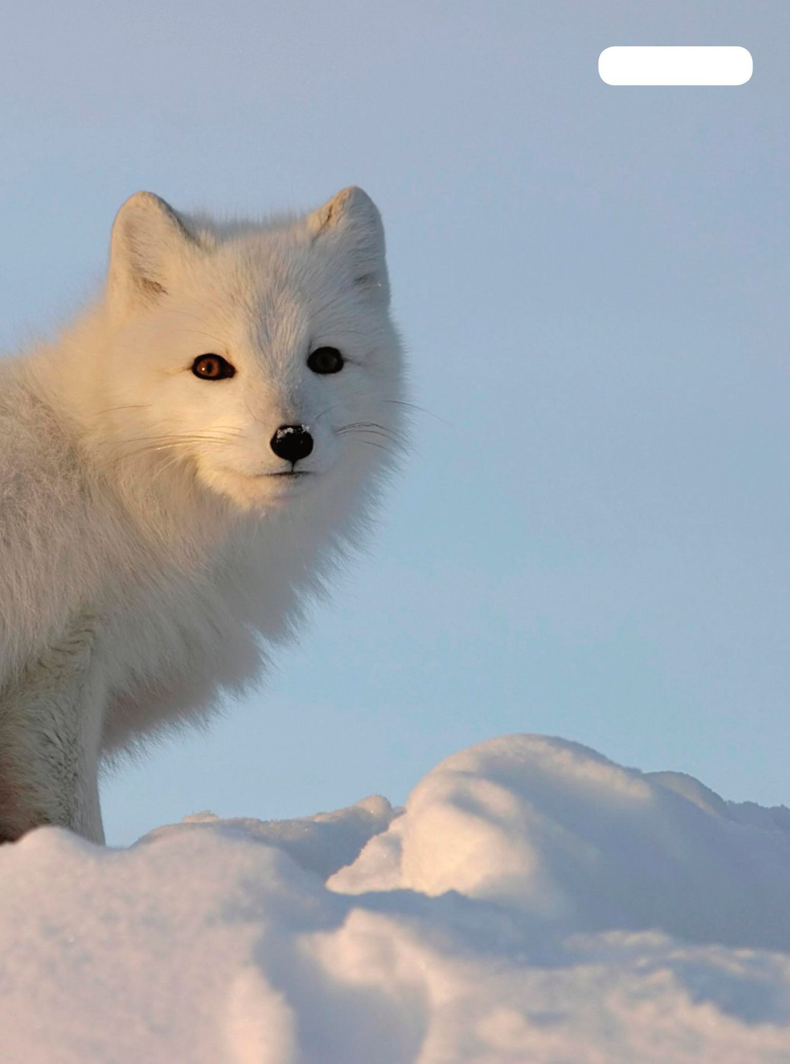 arctic fox Polar bears live only in the Arctic along the shores and on - photo 11