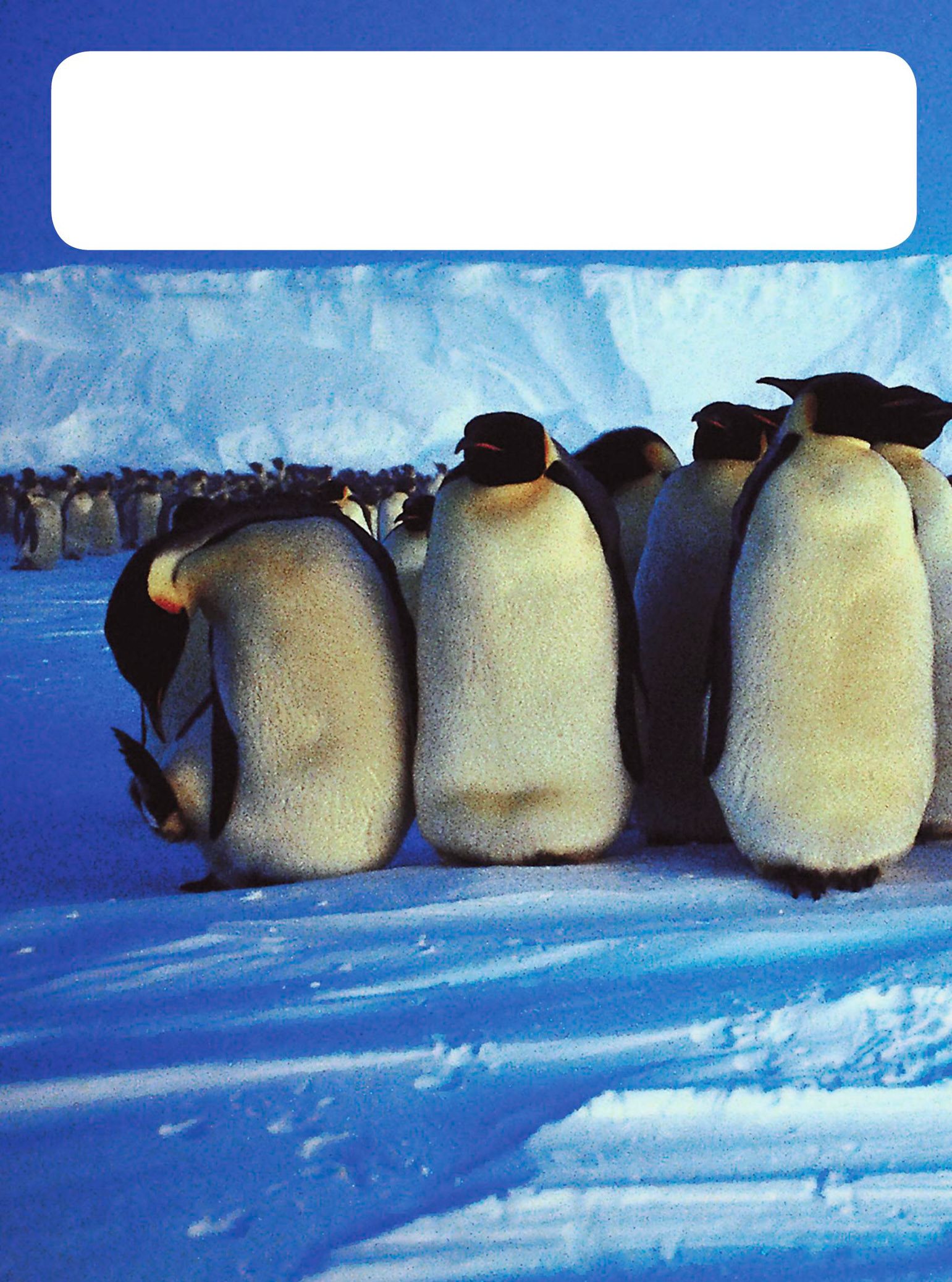 Emperor penguins live only in Antarctica where they live on the ice and - photo 14