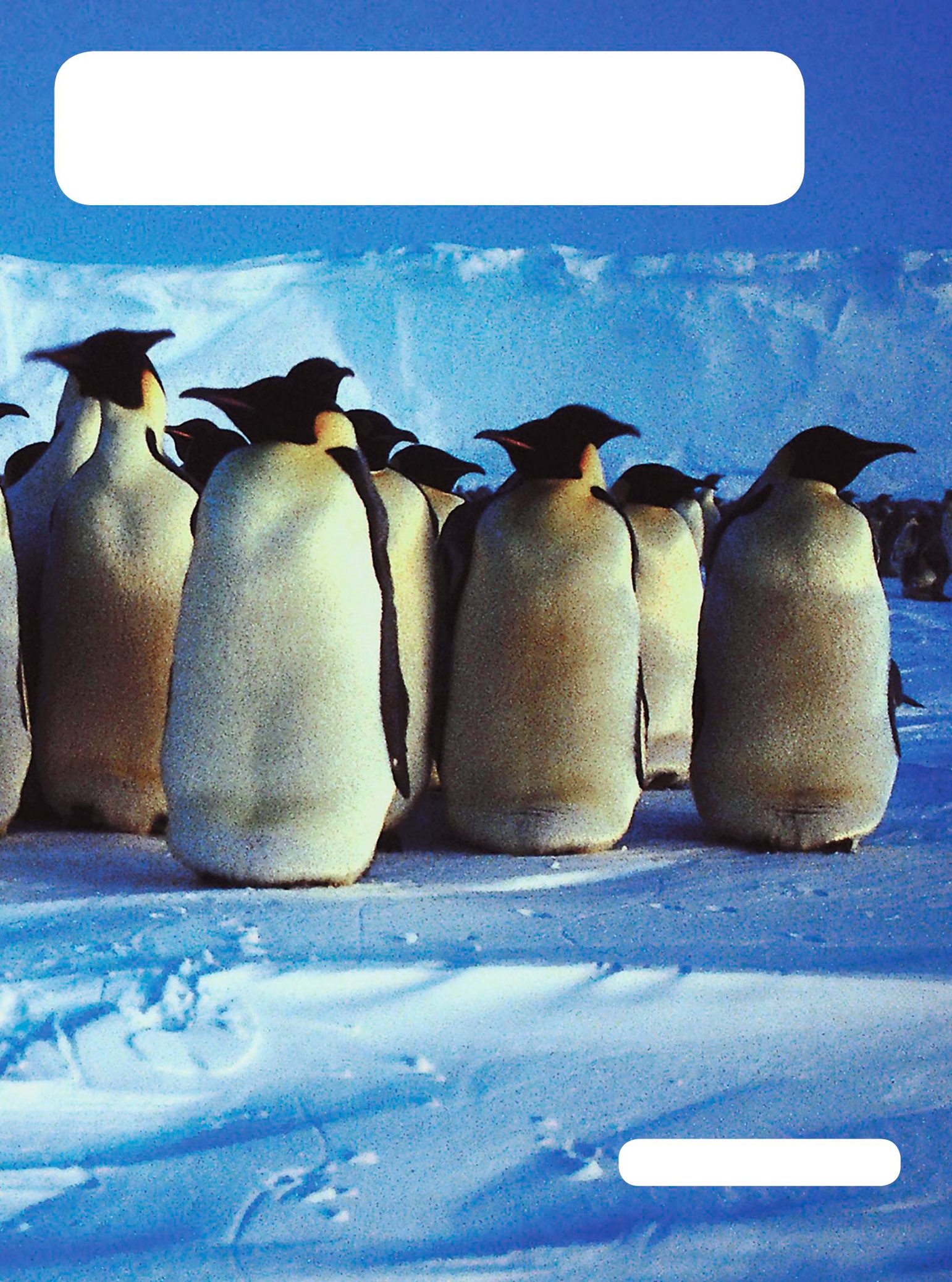 Antarctica is much colder than the Arctic The only animals that can survive - photo 15