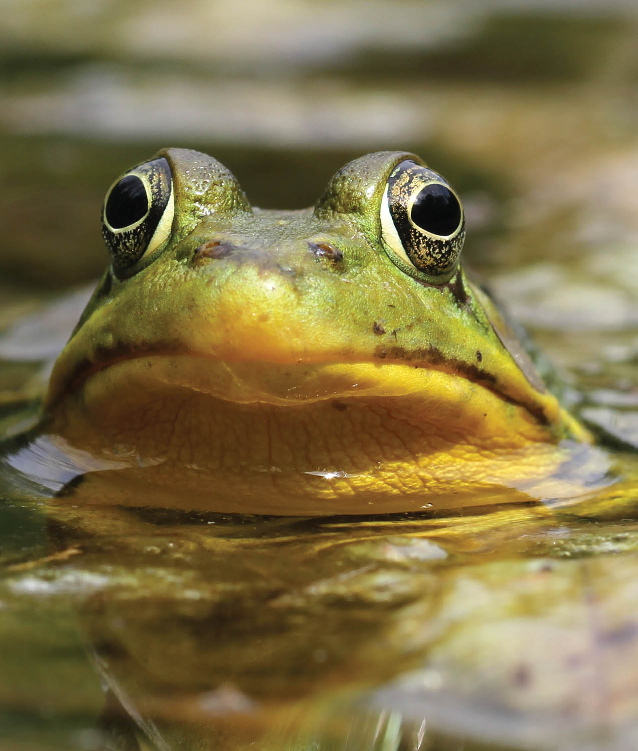 Frogs can do something with their skin that you and I cant they can breathe - photo 18