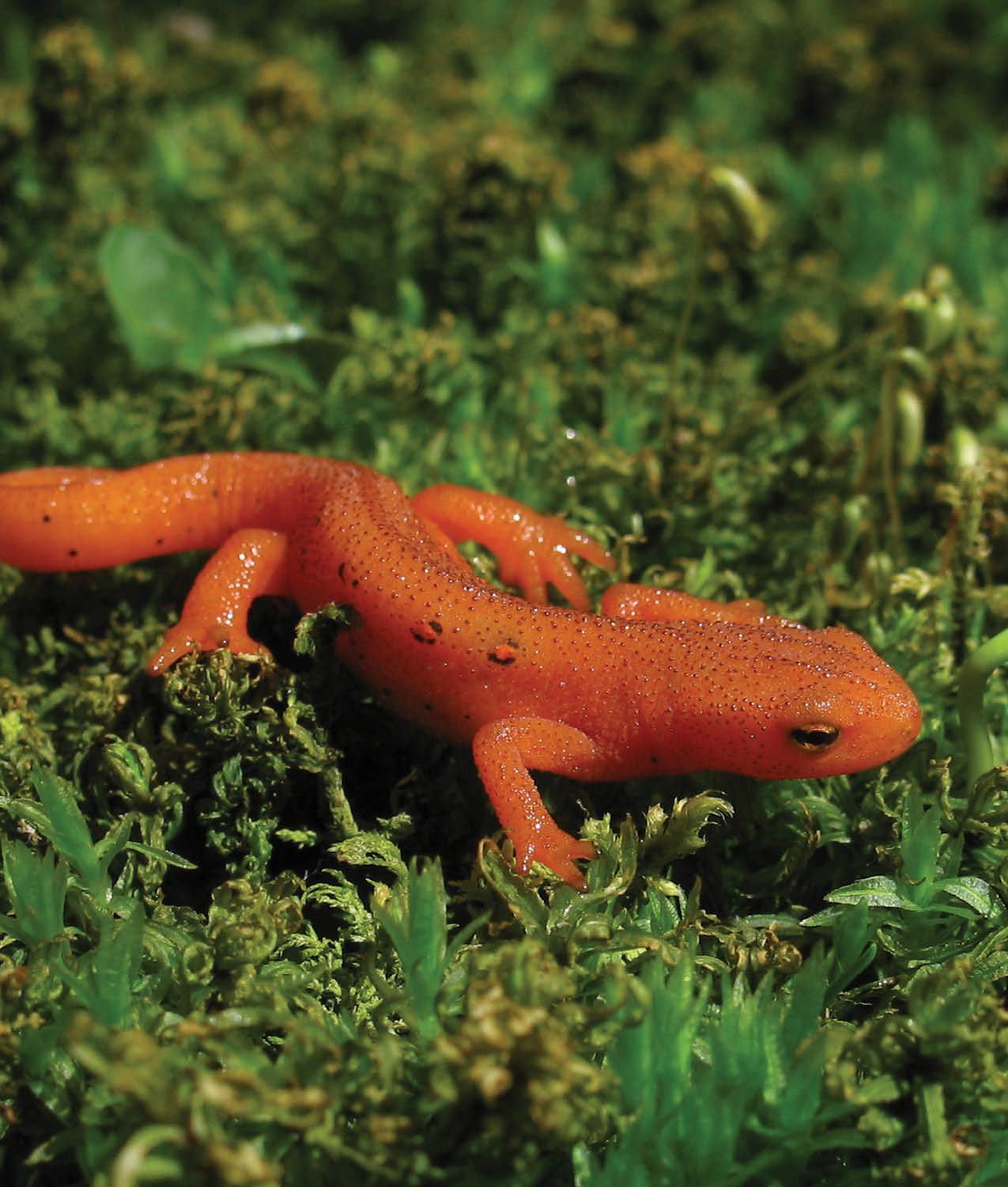 Sometimes the color of an animals skin can save its life Red efts are - photo 20