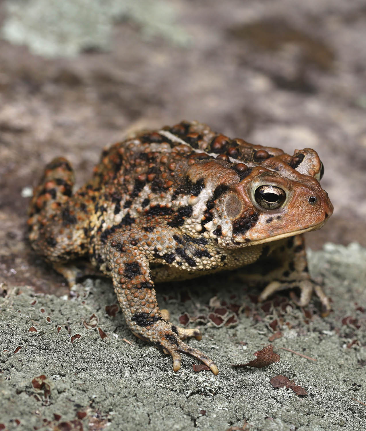 The American toads skin is also poisonous to some animals It isnt colored - photo 22