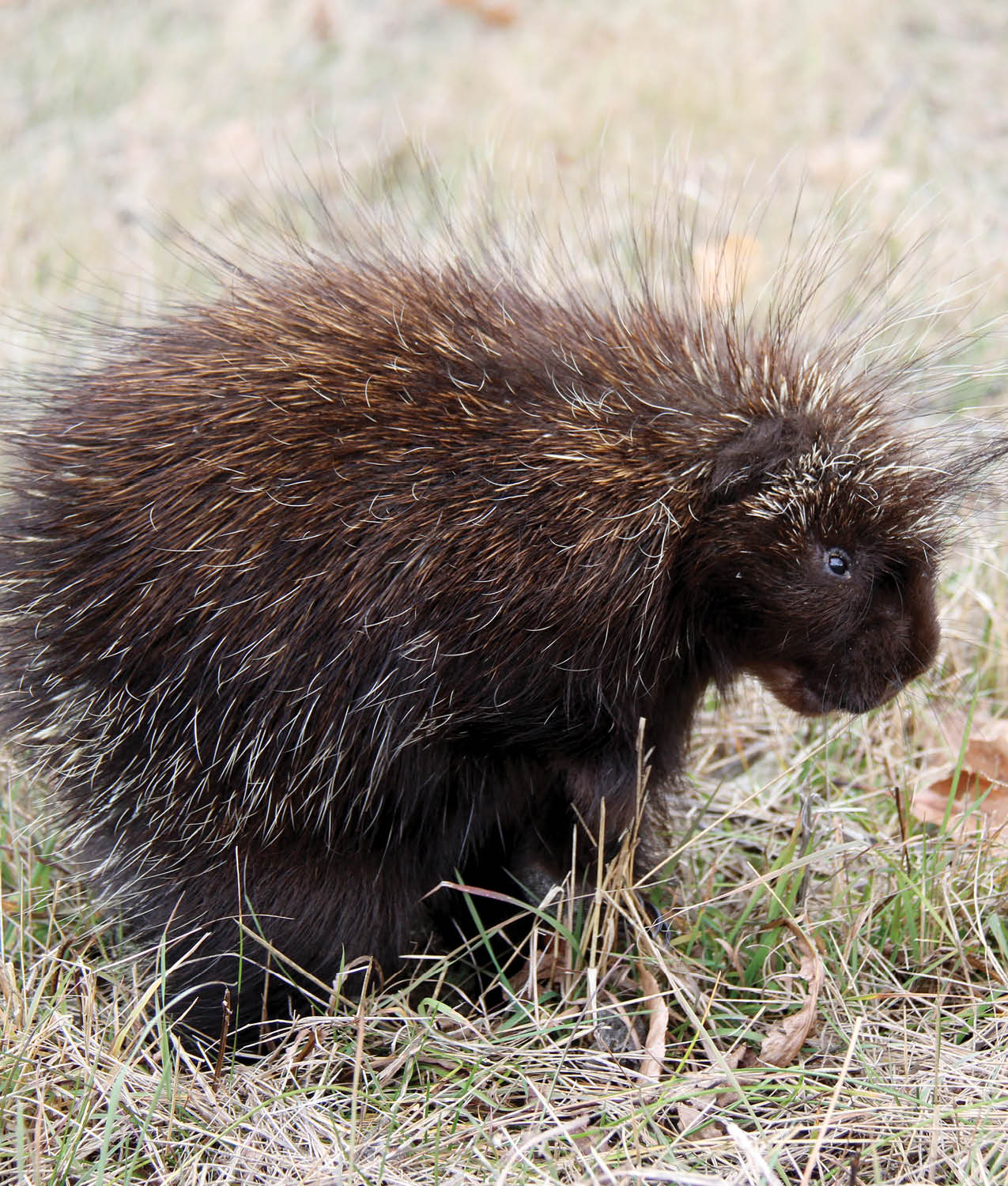 Porcupines are mammals and like all mammals they have hair Porcupines - photo 8