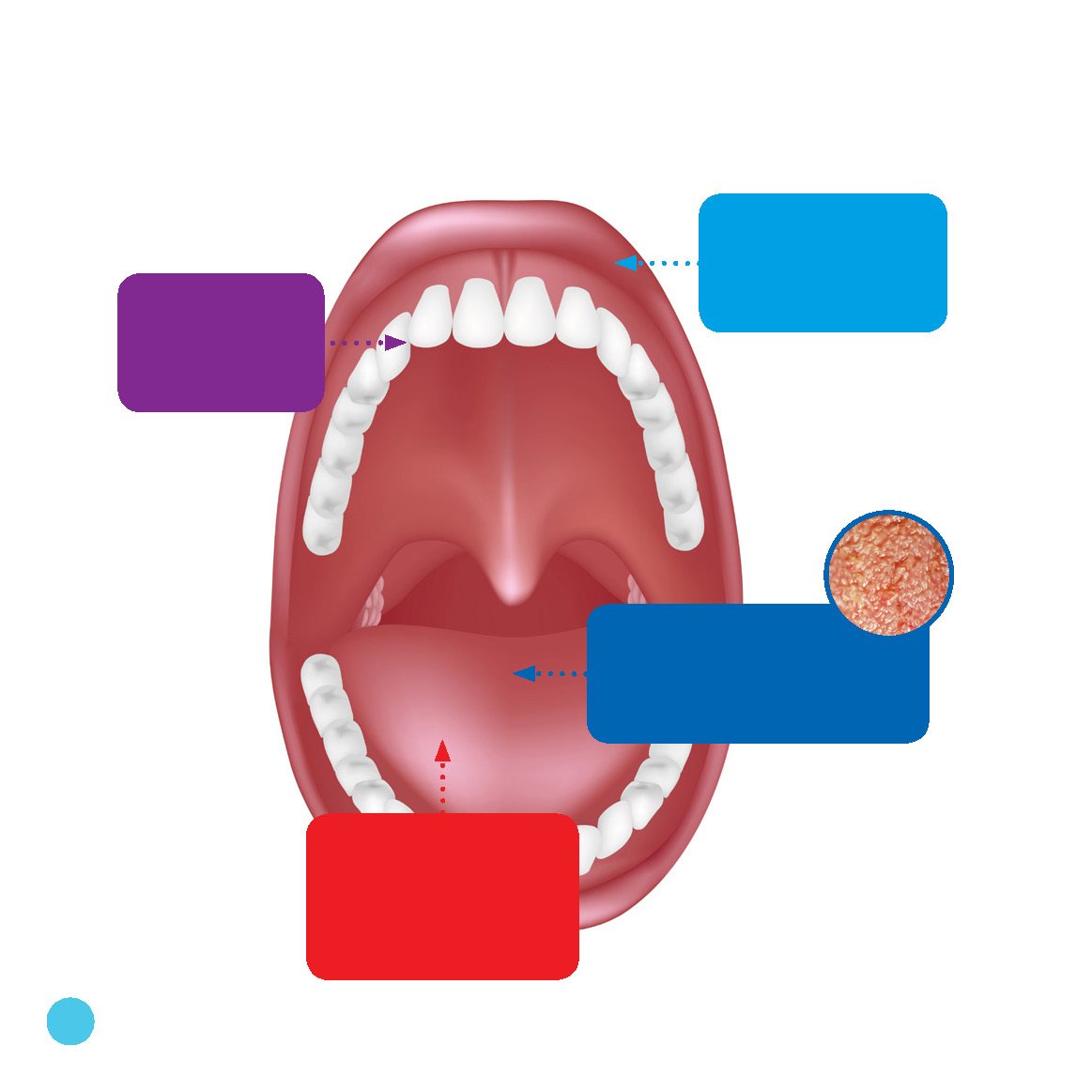 Parts of the Mouth teeth Your first baby tooth falls out around age - photo 22