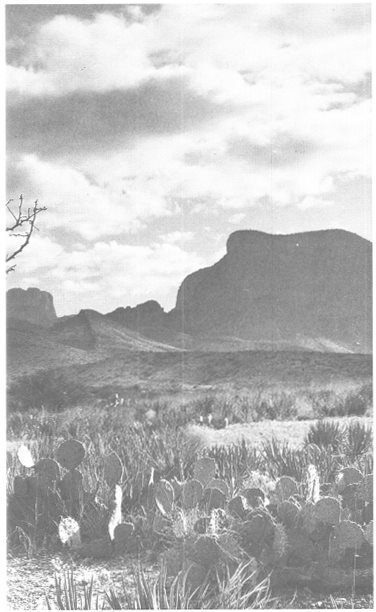 Lizards on the Mantel Burros at the Door A BIG BEND MEMOIR Etta Koch with - photo 2