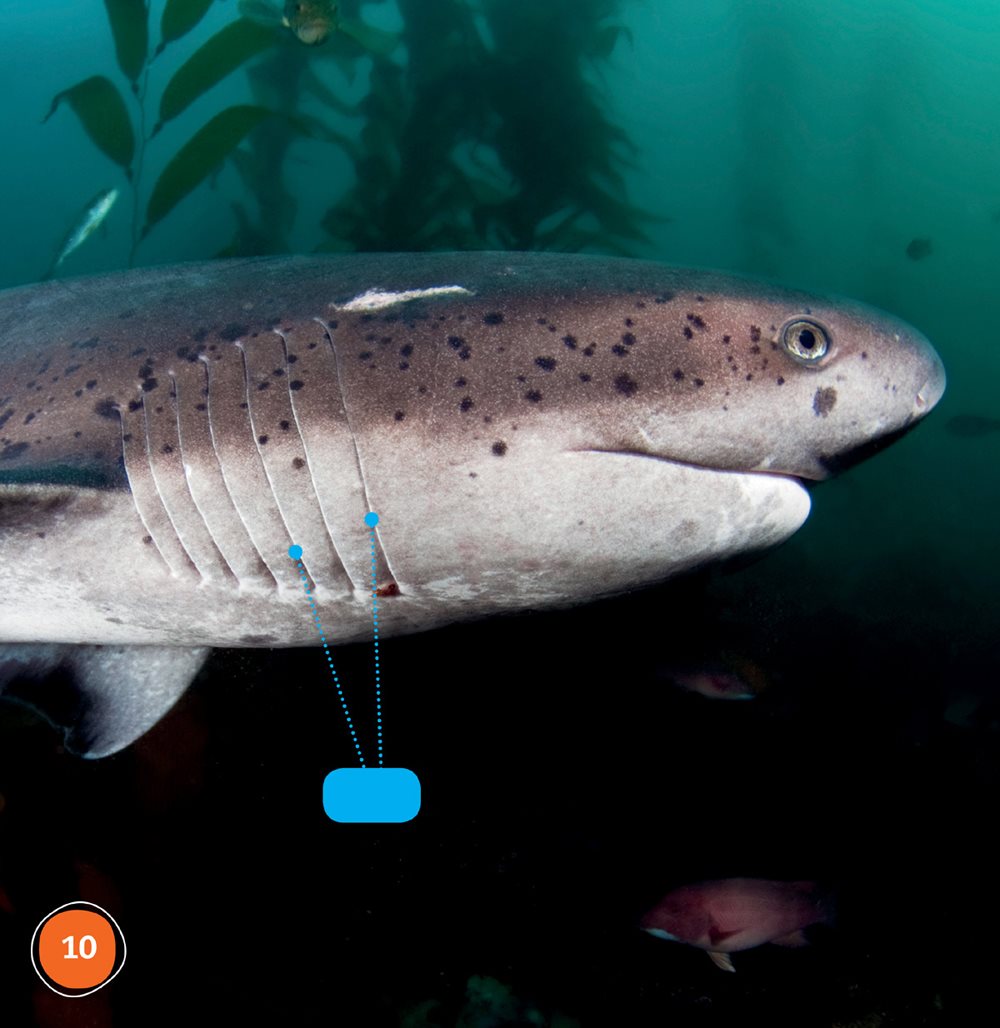 gills Sharks have gills Gills help sharks breathe Sharks can smell - photo 10