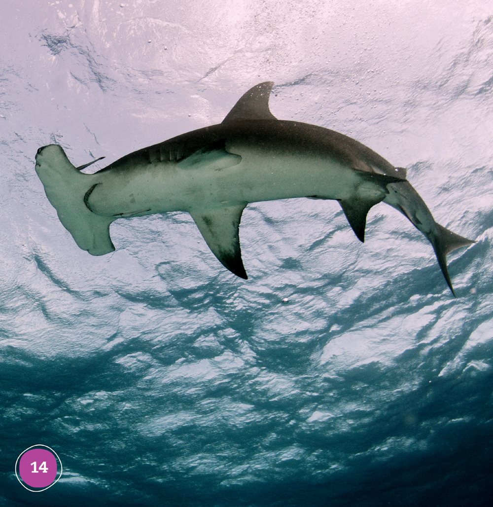 Shark bellies are a light color The bellies blend in with the water above - photo 14