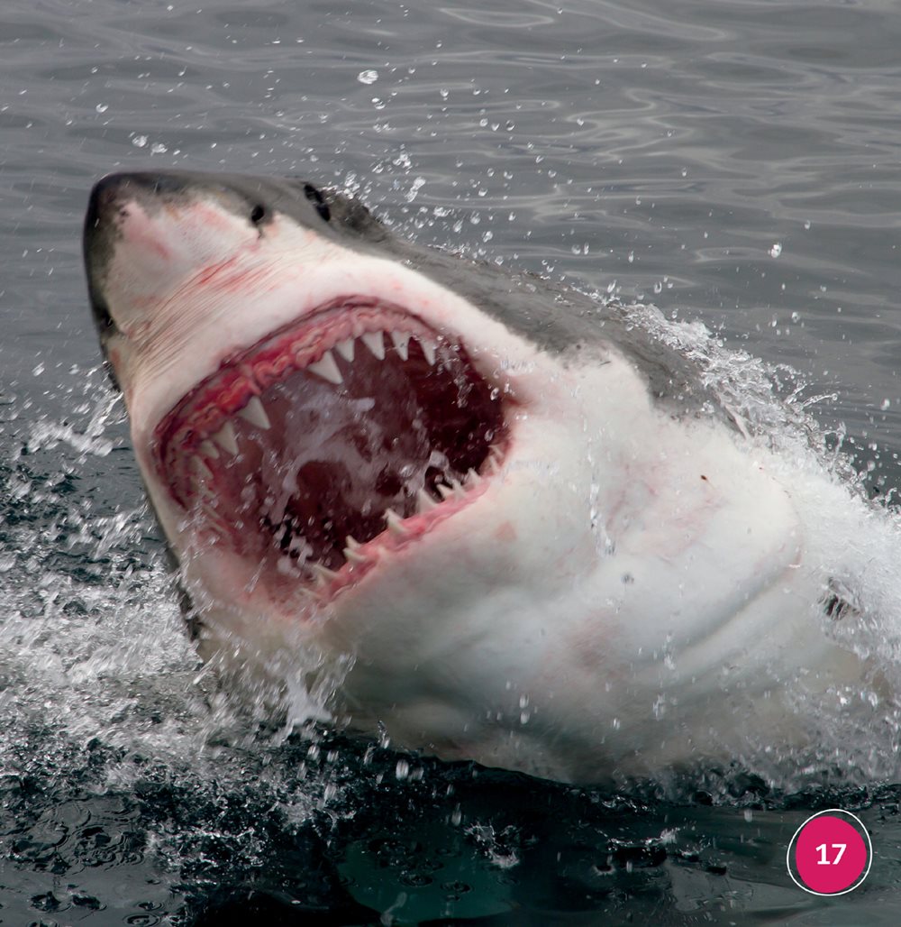 A whale shark eats with its mouth open It catches small animals - photo 17