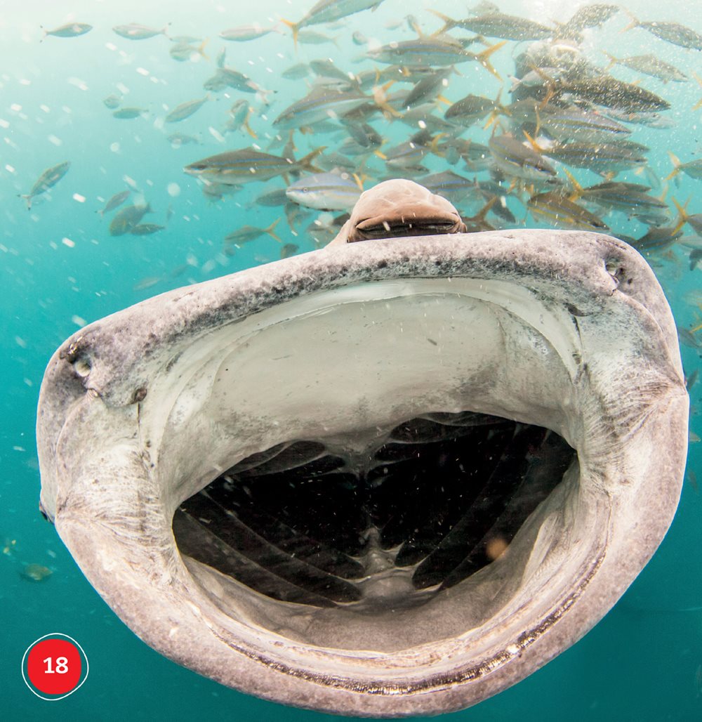 A whale shark eats with its mouth open It catches small animals Baby - photo 18