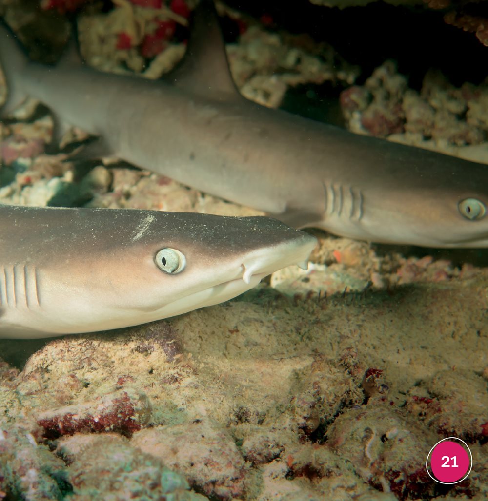 Parts of a Shark eye snout fins teeth gills Picture Gloss - photo 21