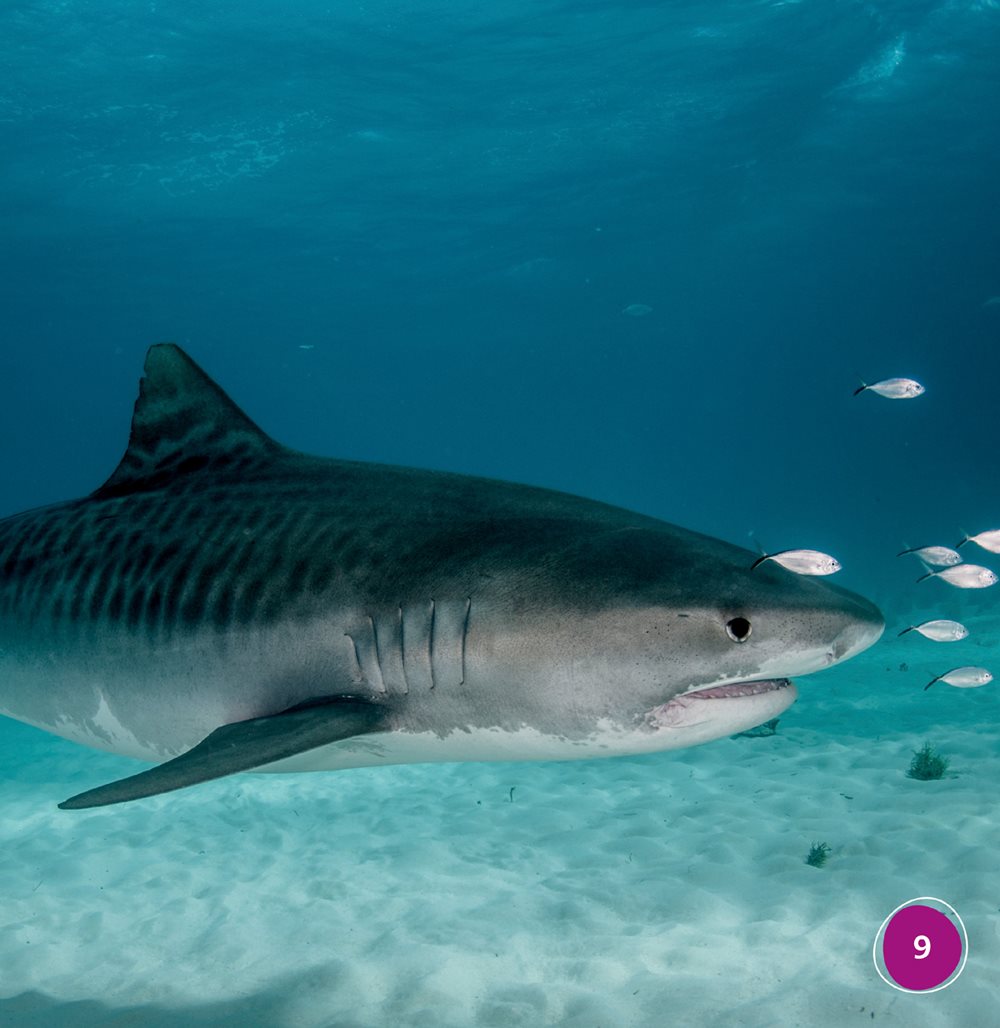 gills Sharks have gills Gills help sharks breathe Sharks can smell - photo 9