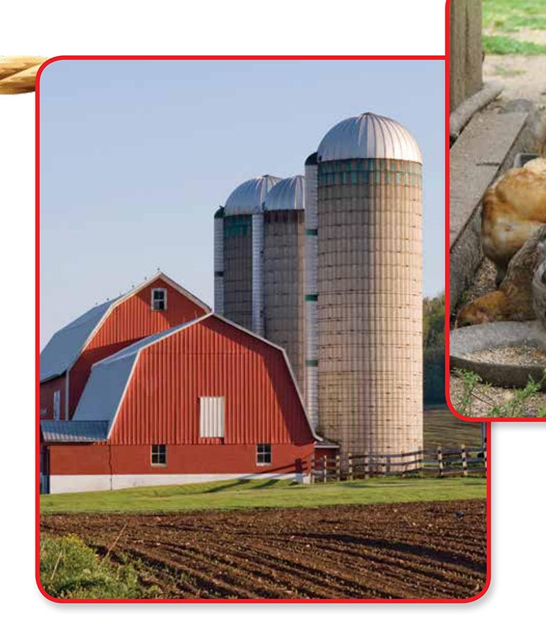 Next to the barn are tall silos The silos store the grain from the - photo 12