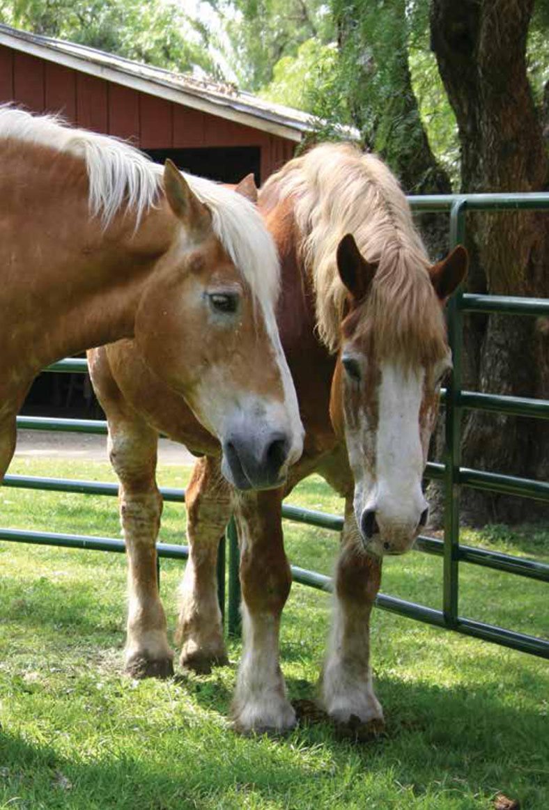 One horse was near the fence Grandpa gave my brother a carrot to feed - photo 15