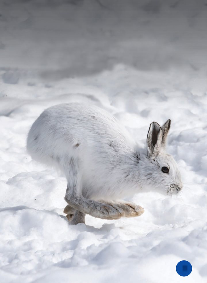 Lynx and other predators sometimes spot a hare The hare leaps away Its - photo 11