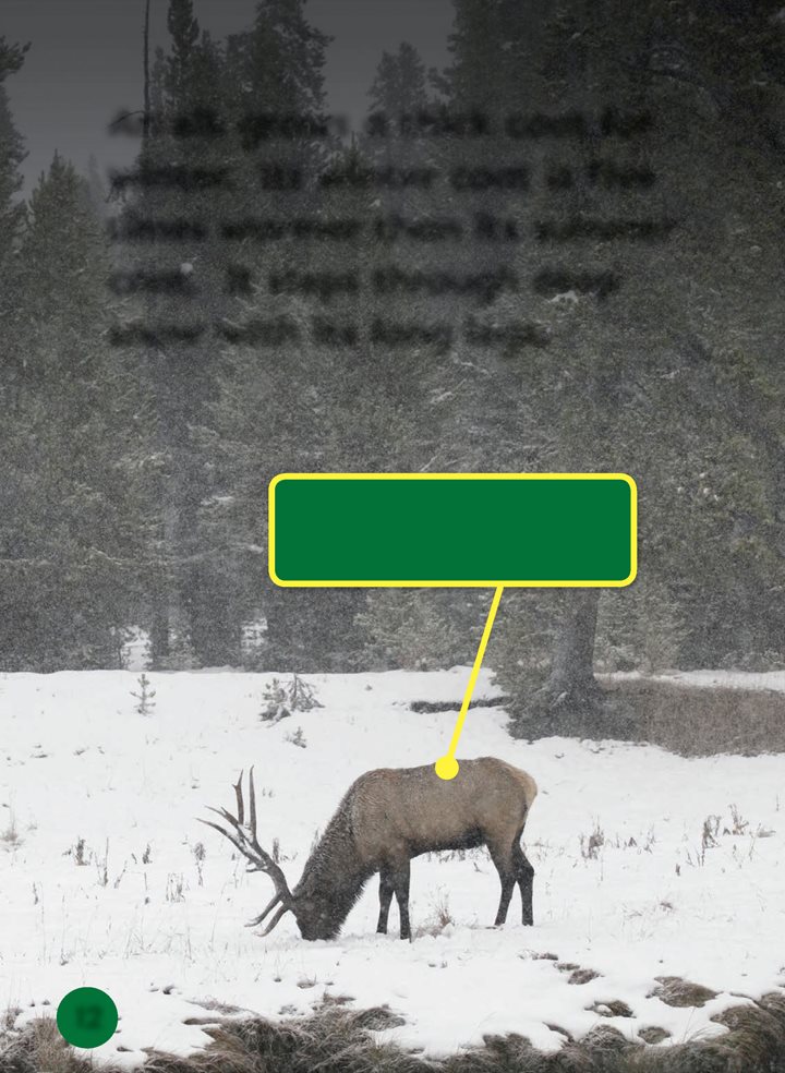 An elk grows a thick coat for winter Its winter coat is five times warmer - photo 12
