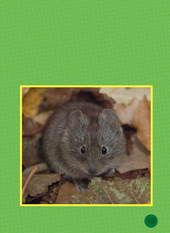 Voles tunnel beneath soil and snow Five or more voles nest together in - photo 13