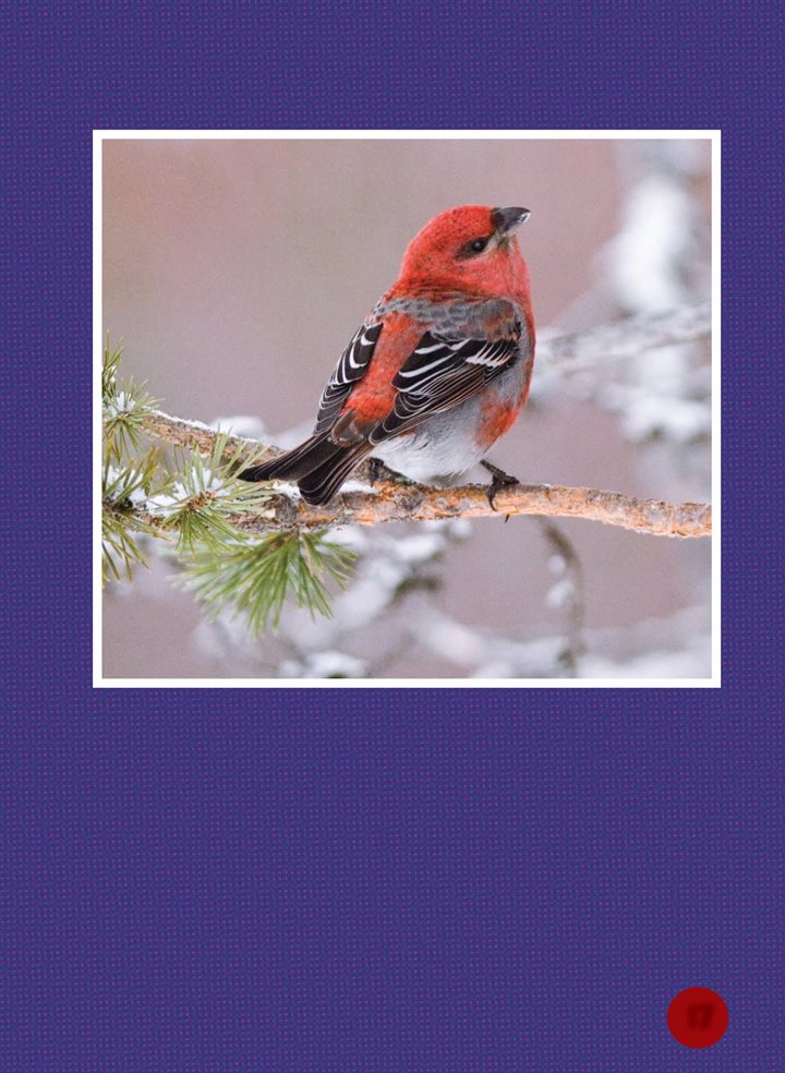 A pine grosbeak usually lives in the evergreen forest all year Its thick - photo 17