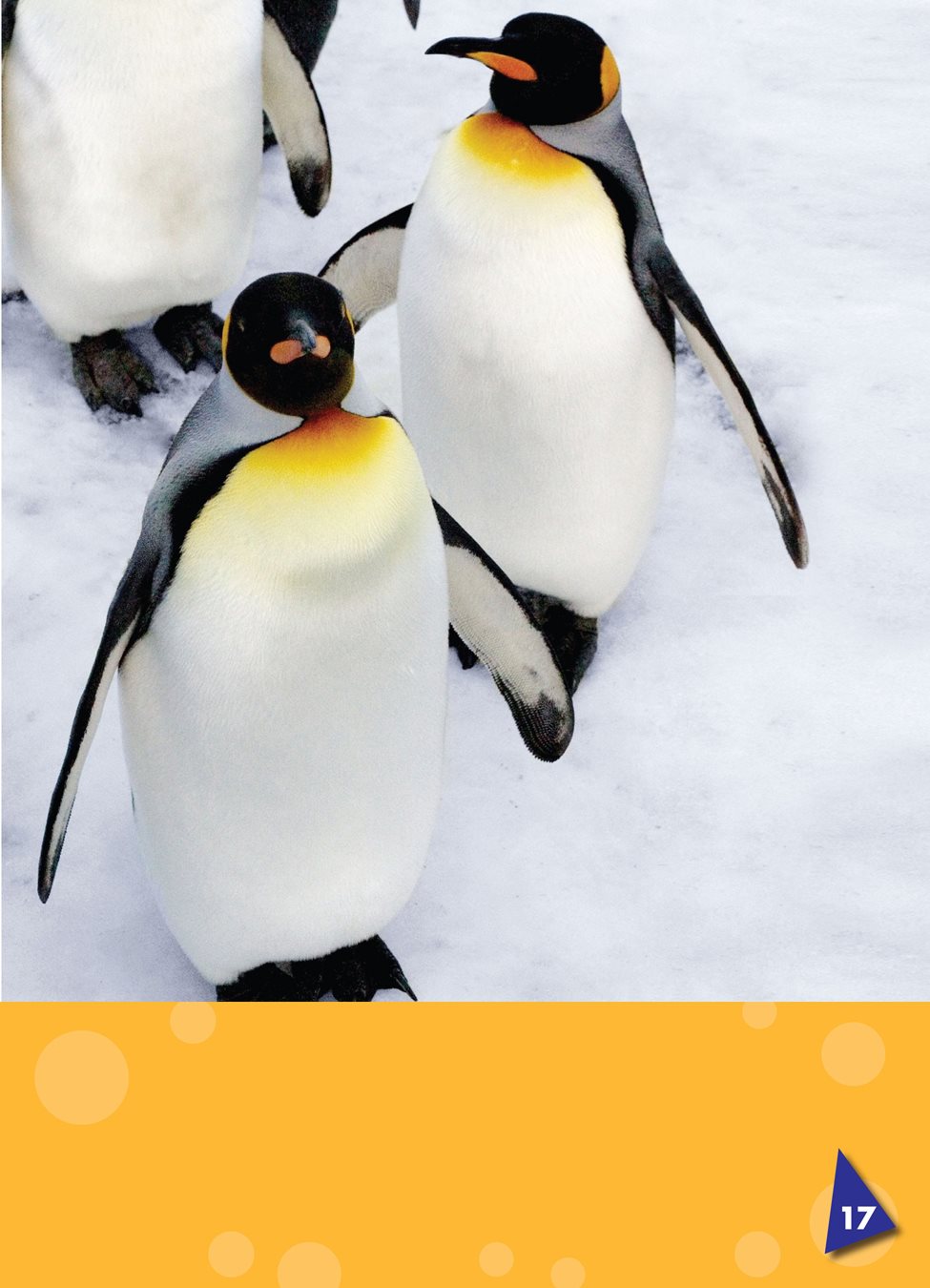 Penguins stand upright on land They move with short steps or hops - photo 22