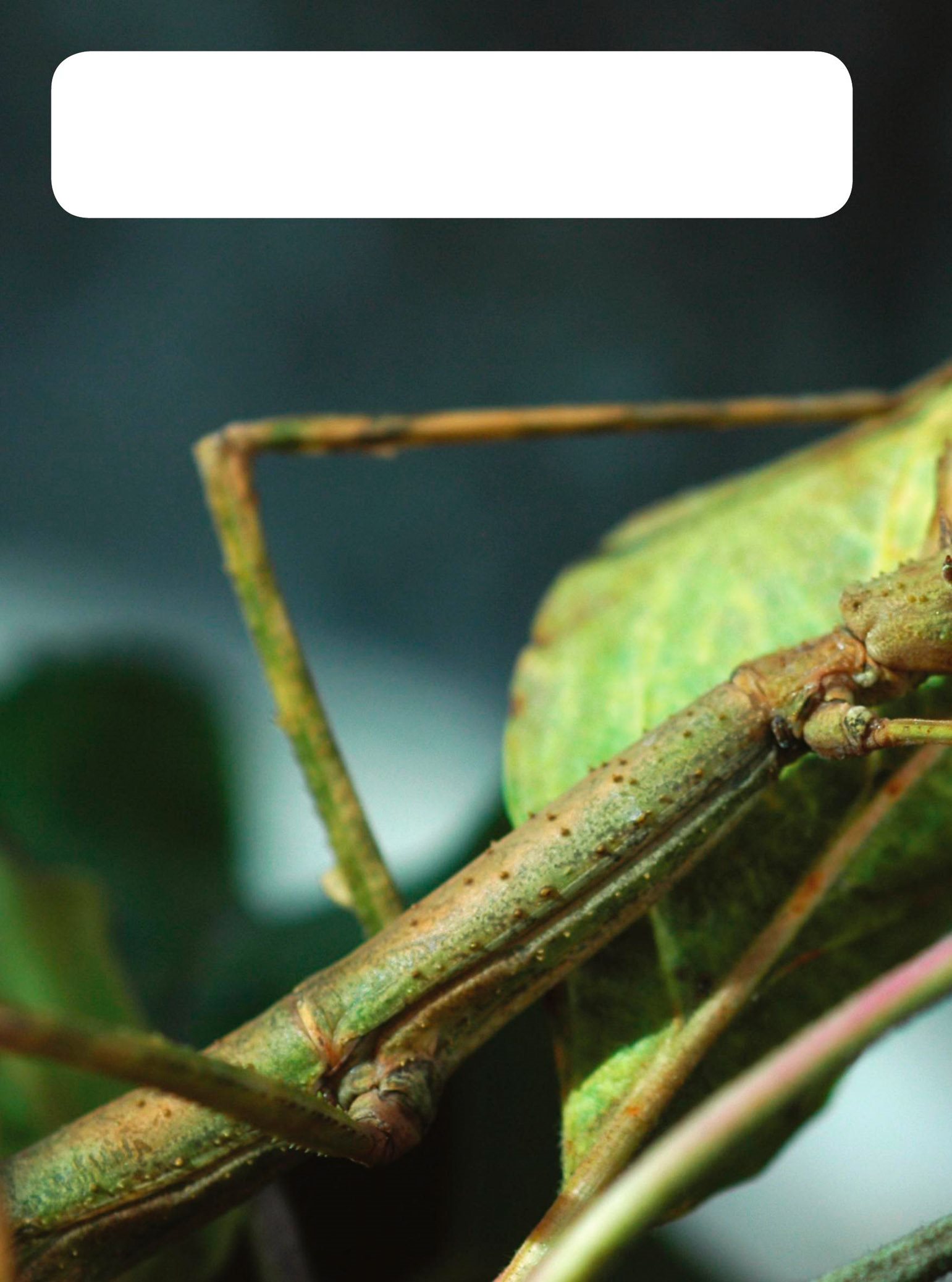 Some animals use their body shapes to hide Stick insects use their long - photo 16