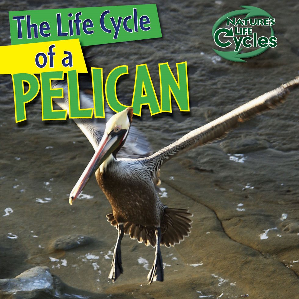 The Life Cycle of a PELICAN The Life Cycle of a PELICAN By - photo 1