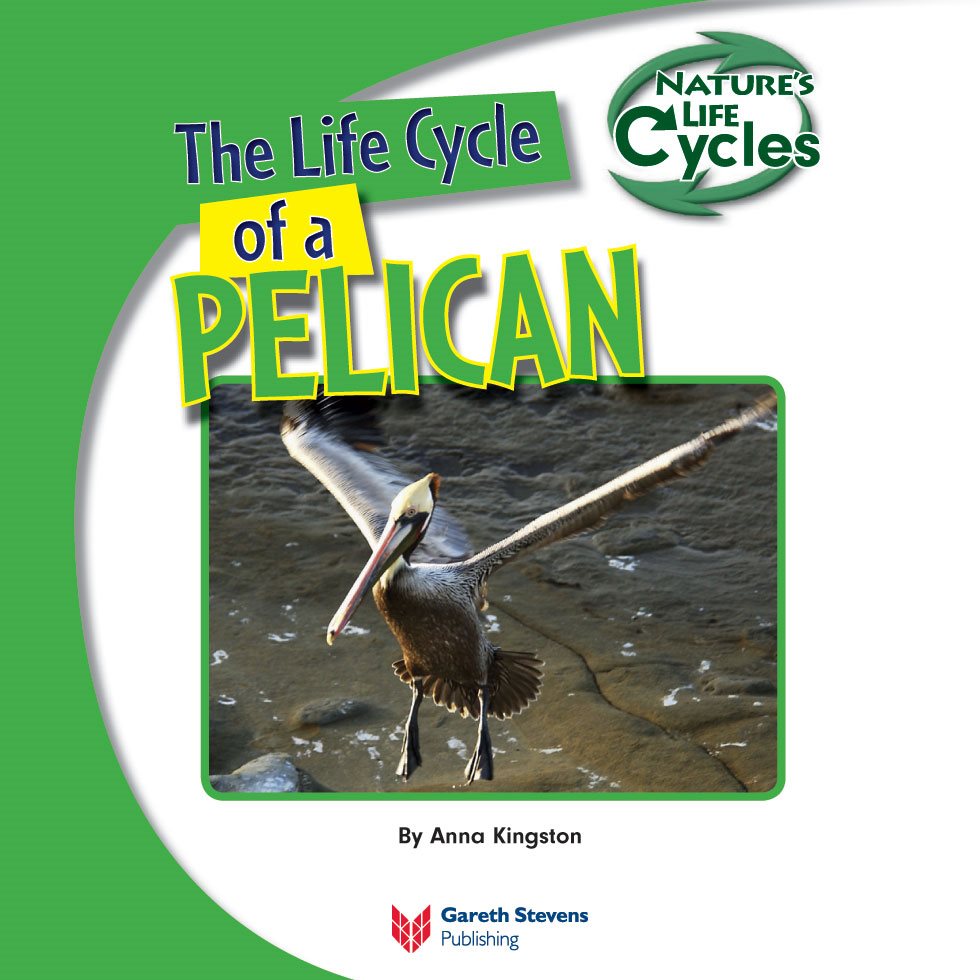 The Life Cycle of a PELICAN By Anna Kingston Please visit our Web - photo 3