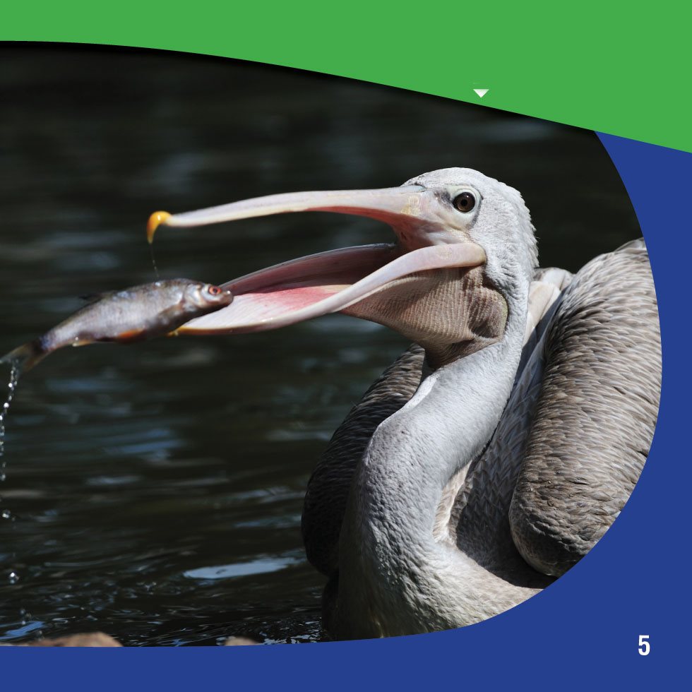 A pelicans beak can be as long as inches 51 cm Getting Around - photo 7