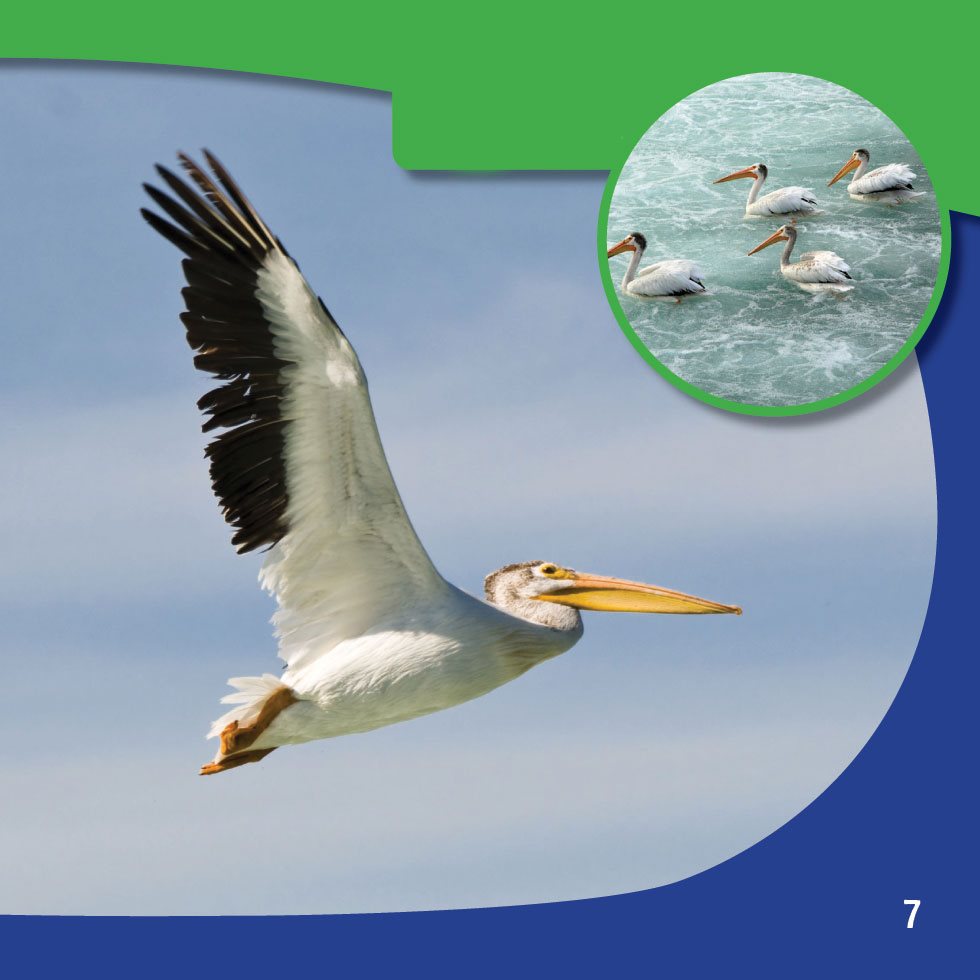 Pelicans move most easily in air or water Where They Live - photo 9