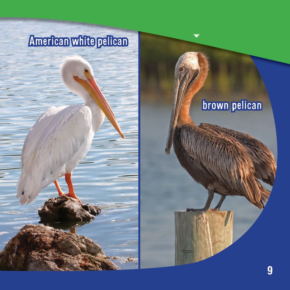 All pelicans live near water so they can find plenty of tasty fish to eat - photo 11