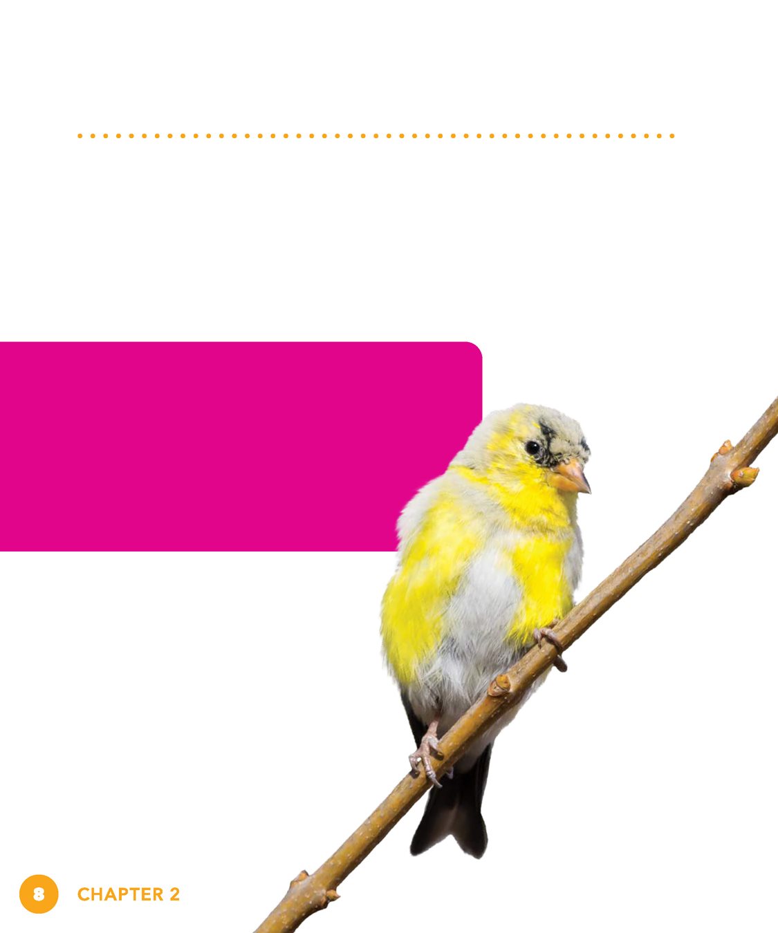 CHAPTER FABULOUS FEATHERS How do goldfinches change colors Like most - photo 8