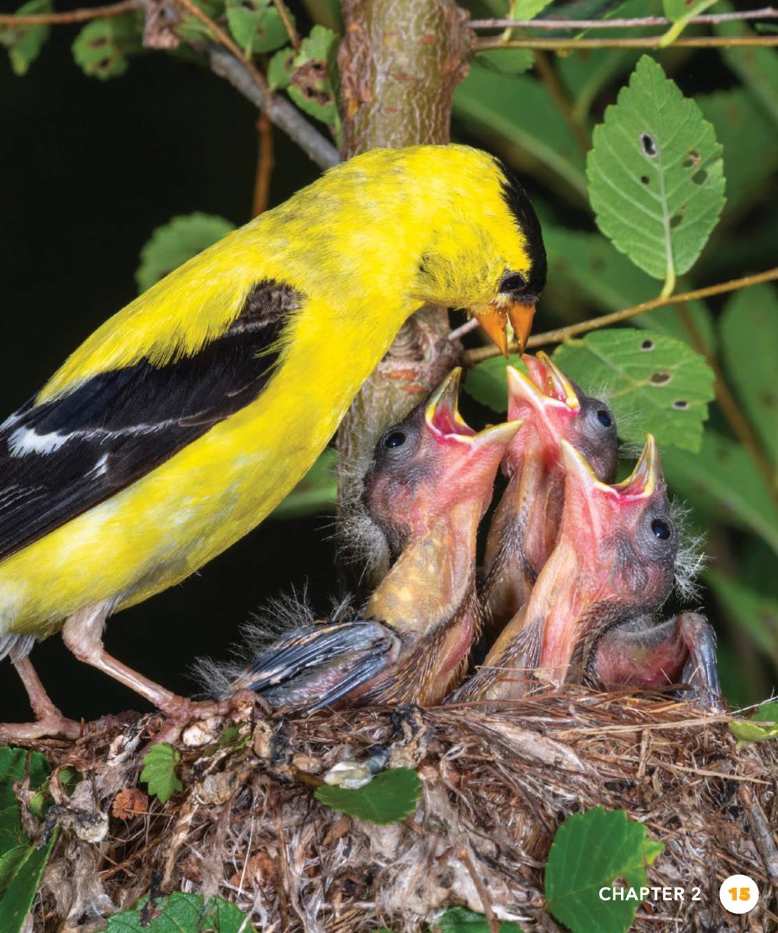 CHAPTER BRIGHT BEAKS Goldfinches beaks change color too Both male and - photo 15