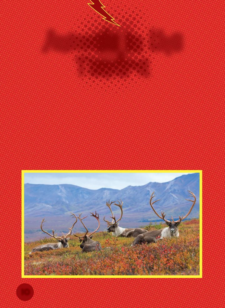 Animals in t h e Tundra Reindeer roam the tundra in large herds They eat - photo 10