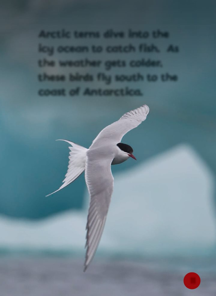 Arctic terns dive into the icy ocean to catch fish As the weather gets - photo 11