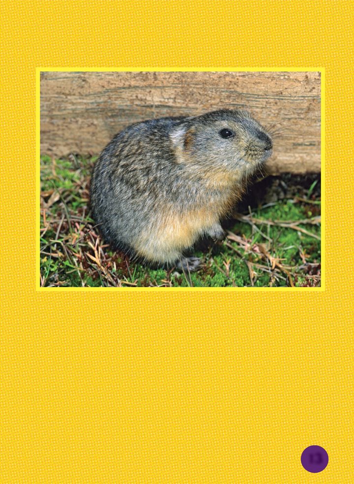 Northern collared lemmings use their front claws to dig tunnels down to the - photo 13