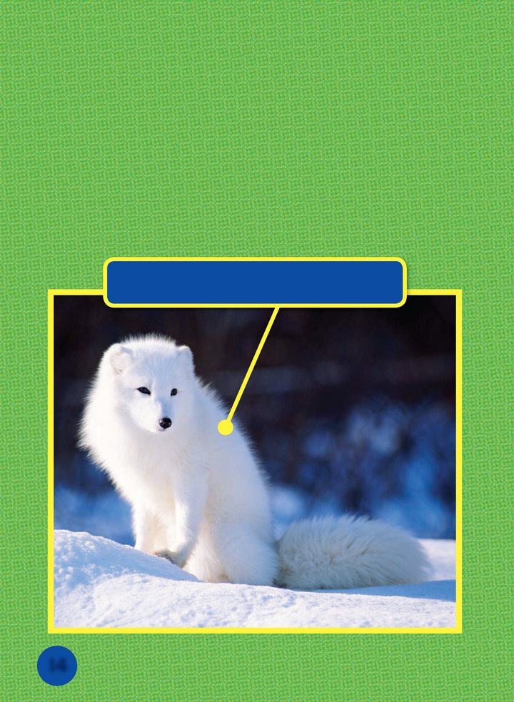 An arctic fox has a bushy tail that helps it stay warm in its habitat - photo 14