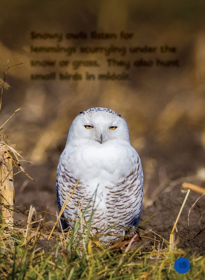 Snowy owls listen for lemmings scurrying under the snow or grass They also - photo 15