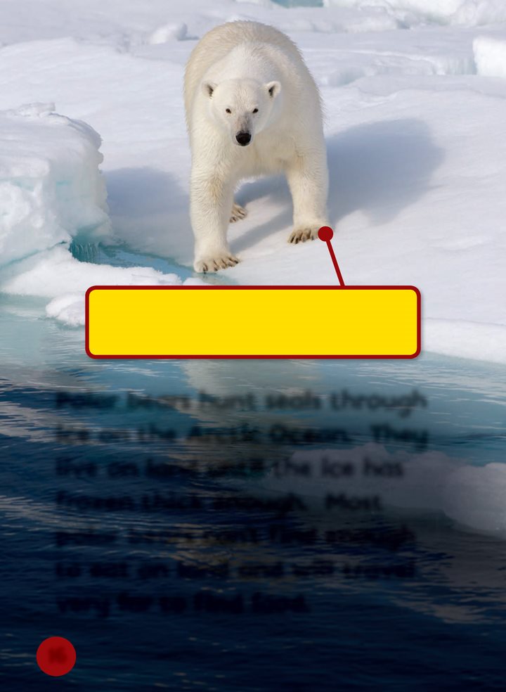 A polar bears thick webbed paws help it move on ice and in the water Polar - photo 16