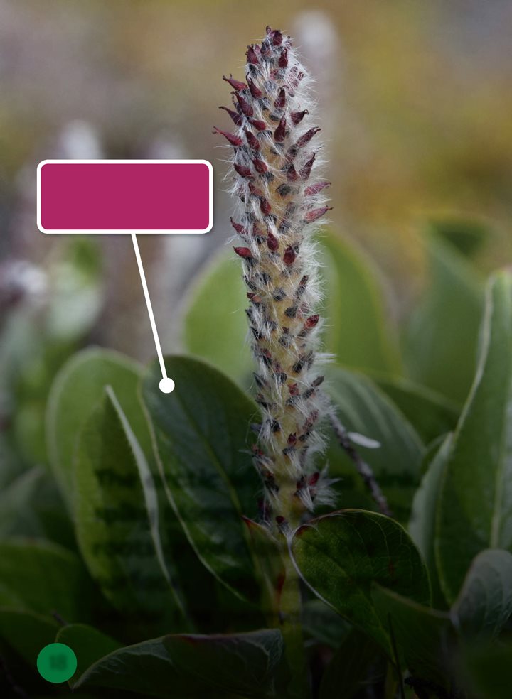 Many animals eat willow leaves The arctic willow has pink spiky blooms - photo 18