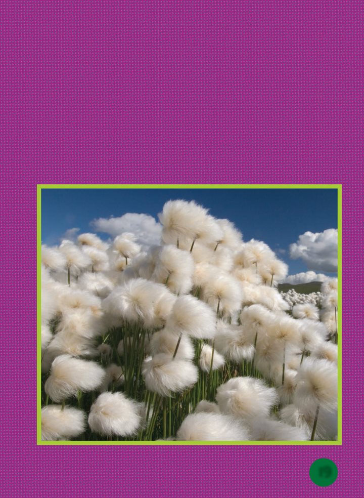 Cotton grass has very skinny leaves They look like blades of grass Cotton - photo 19