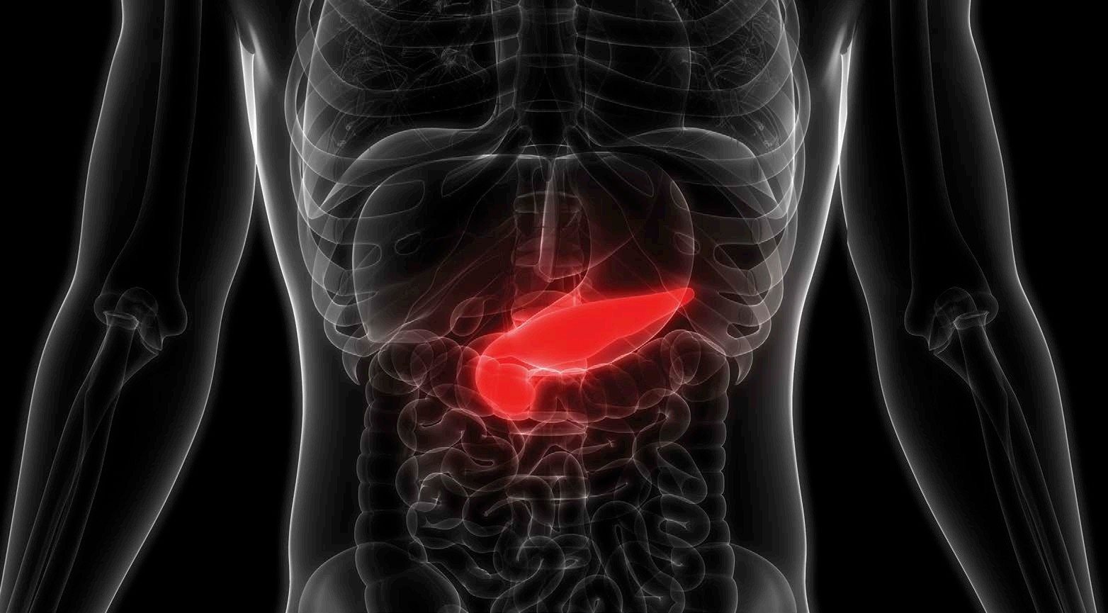 The pancreas shown here in red is located behind the stomach It is about the - photo 6