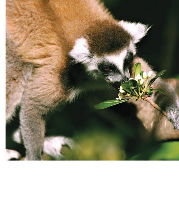 Pollinators help pollen move to a flowers carpel Many animals are - photo 7