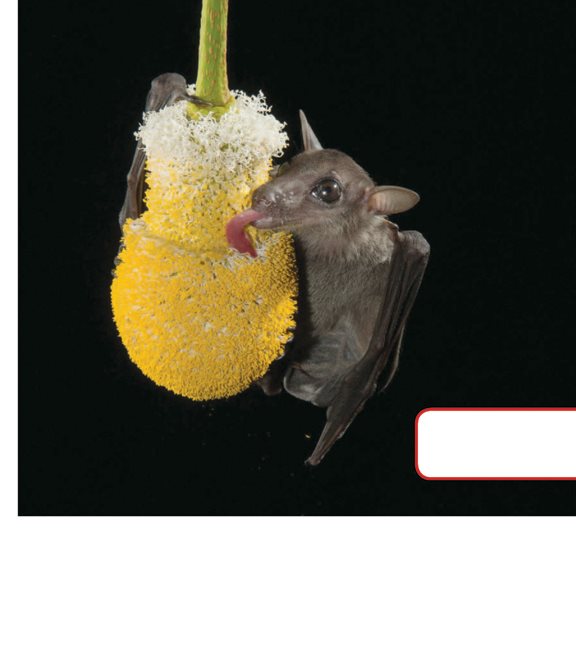 Nectar tastes sweet Animals get nectar with their tongues Bats - photo 9