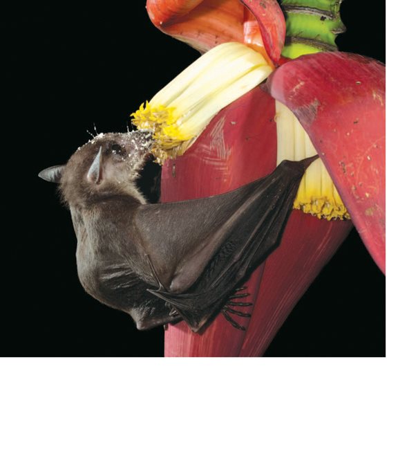 Bats drink nectar from flowers Pollen sticks to the bat The - photo 10