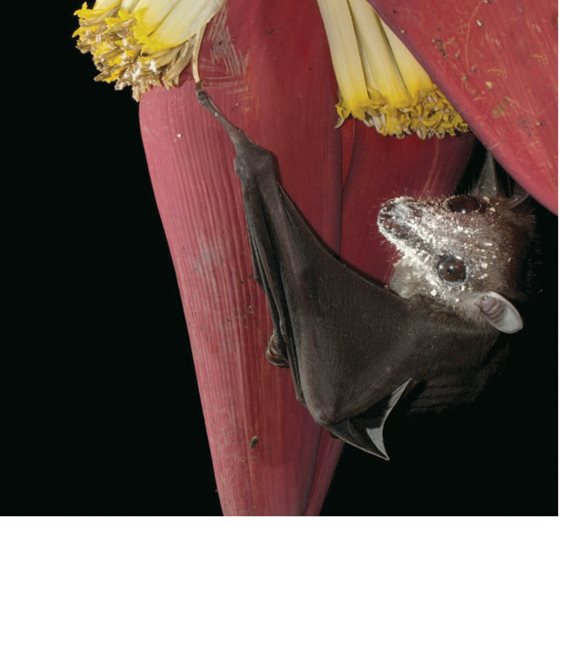 The pollen rubs off on the flowers carpel Kinds of Animal Pollinators - photo 12