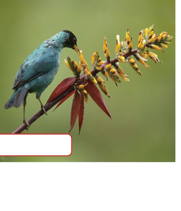 Many honeycreepers live in Hawaii Honeycreepers pollinate flowers - photo 18