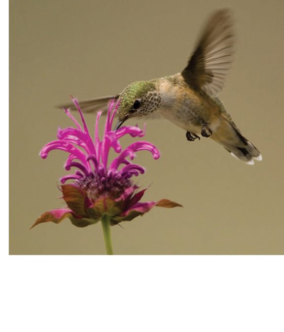 Hummingbirds pollinate flowers Human Pollinators Humans also - photo 19